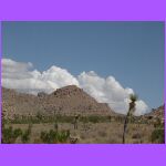 Trees and Cliffs.jpg